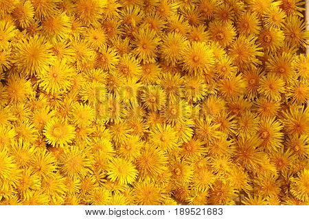 Background made of many of sow-thistle, dandelions. Summer