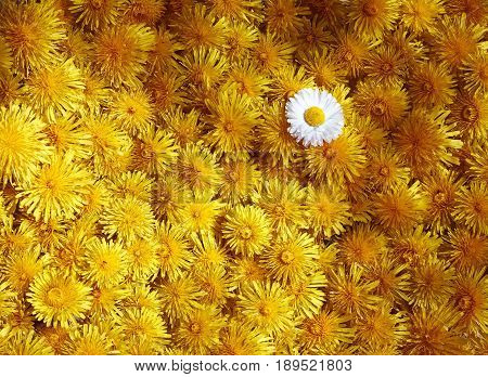 Background made of many of sow-thistle, dandelions. Summer