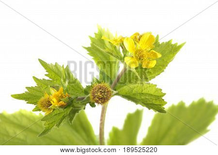 Yellow avens (Geum macrophyllum) isolated on white background. Medicinal plant