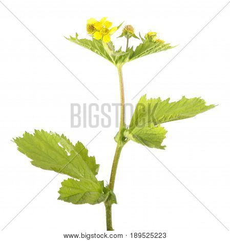 Yellow avens (Geum macrophyllum) isolated on white background. Medicinal plant