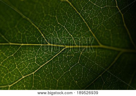 microsurgeries texture of a green leaf of lilac. soft focus .Close