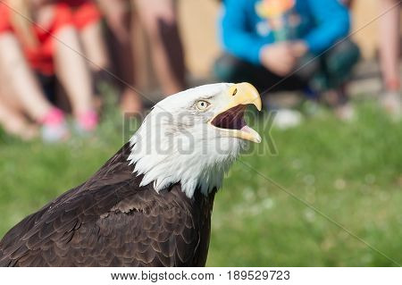 Portrait of bald eagle (Haliaeetus leucocephalus); Shallow DOF