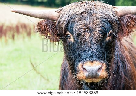 Closeup portrait of beautiful highland scottish hairy red cow looking at camera. Pollok Country park Glasgow Uk Scotland. Colored outdoor horizontal image.