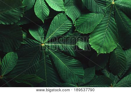 The layout of the green chestnut leaves. The natural concept. View from above. Low key. Flat lay.