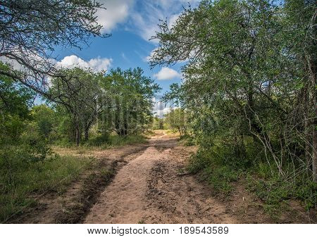 Landscape in Hlane-Royal National Park Swaziland in summer