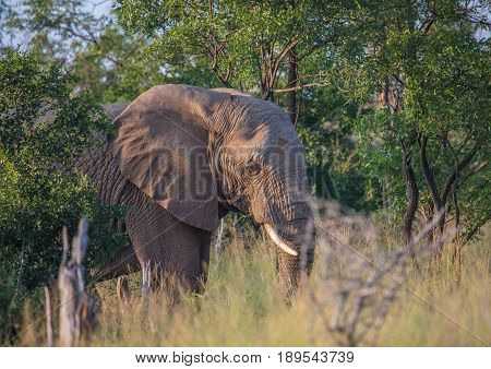 African Elephants At The Savvanah At Hlane Royal National Park, Swaziland