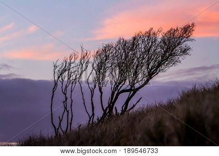 silhouettes of threes on sunset sky background, abstract natural background