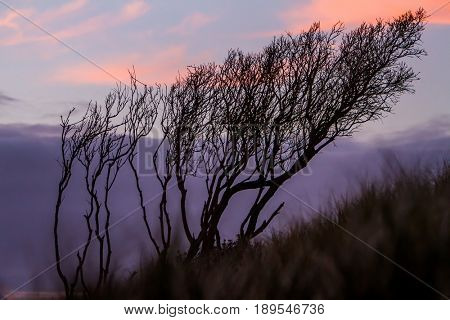 silhouettes of threes on sunset sky background, abstract natural background