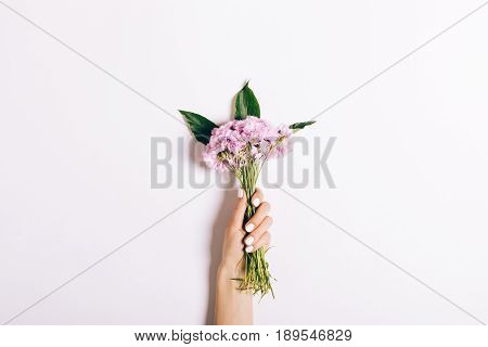Small Bouquet Of Pink Carnations In A Female Hand With A Manicure On A White Background