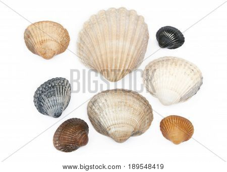 Saltwater Clams