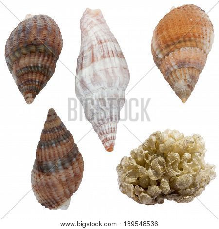 Buccinum Undatum