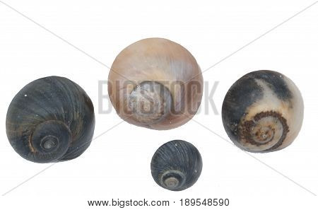 Common Periwinkle