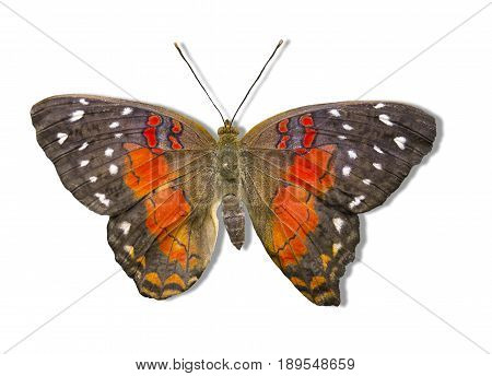 Anartia Amanthea Nw