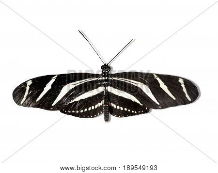 Heliconius Charithonius