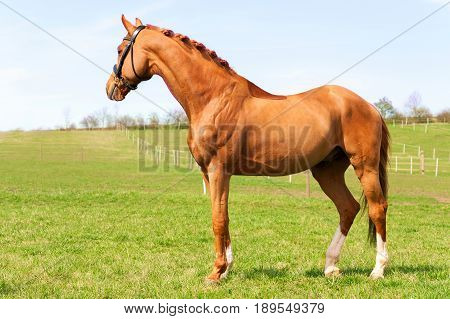 Purebred braided red stallion standing on pasturage. Exterior image with side view. Summertime horizontal outdoors image.
