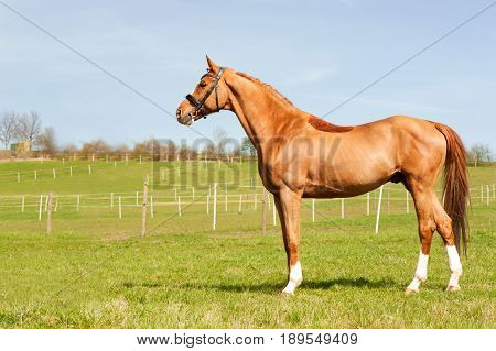 Thoroughbred chestnut standing on pasturage stallion. Multicolored exterior image with side view. Summertime outdoors.