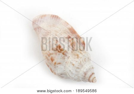 Buccinum Undatum