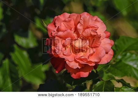 A large pink rose flower in the sunshine amidst the greenery of foliage and branches.