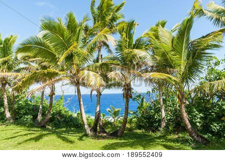 Coconut palm trees in tropical Niue fronds blurred by movement in breeze.
