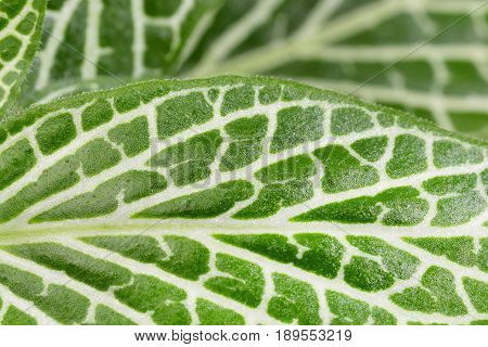 Fittonia leaf close up isolated on a white background