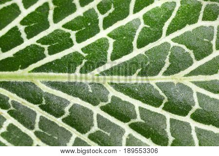 Fittonia leaf close up isolated on a white background