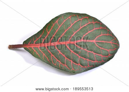 Fittonia leaf close up isolated on a white background