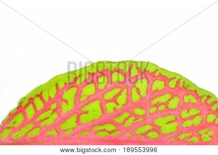 Fittonia leaf close up isolated on a white background