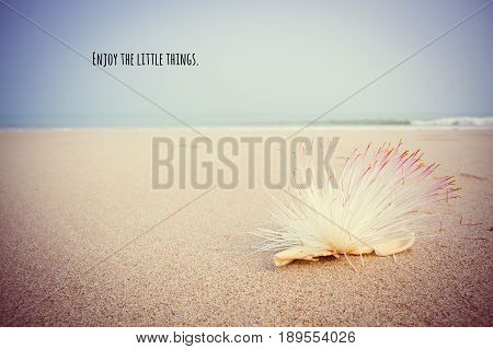 Motivational and inspirational quote on Barringtonia asiatica on the beach with vintage and oldie color grading