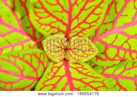 Fittonia leaf close up isolated on a white background