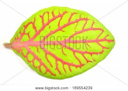 Fittonia leaf close up isolated on a white background