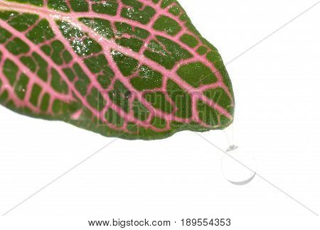 Fittonia leaf close up isolated on a white background
