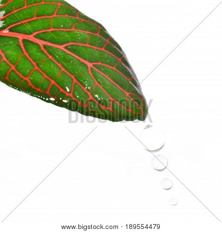 Fittonia leaf close up isolated on a white background