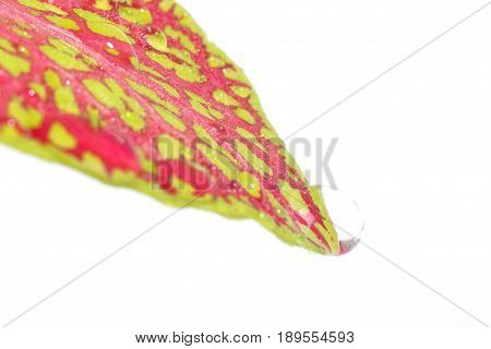 Fittonia leaf close up isolated on a white background