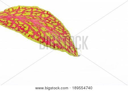 Fittonia leaf close up isolated on a white background