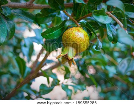 View on young offspring pomegranate fruit and on pomegranate tree green leafs in the Greek hotel restaurant patio garden. Green pomegranate fruit. Small young verdant pomegranate tree garden