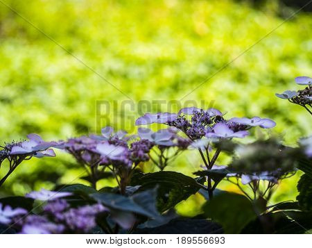 Bumble-bee Flying, Sitting And Working Out A Flower