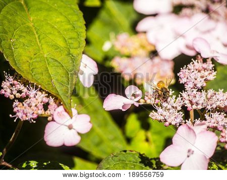 Bumble-bee Flying, Sitting And Working Out A Flower