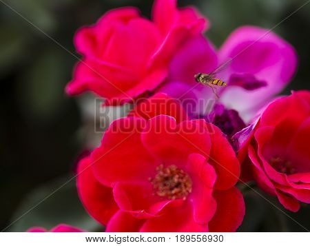 Bumble-bee Flying, Sitting And Working Out A Flower