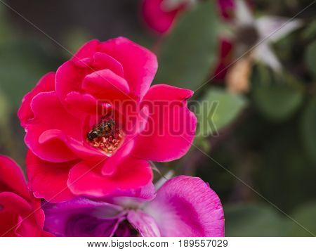 Bumble-bee Flying, Sitting And Working Out A Flower