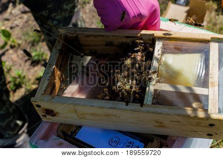 Beekeeper holding a small Nucleus with a young queen bee. Breeding of queen bees. Beeholes with honeycombs. Preparation for artificial insemination of queen bees. Boxes for queen bees. Preparing for artificially fertilized bees. Natural economy. Queen Bee