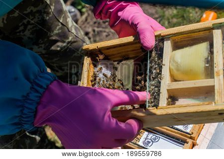 Beekeeper holding a small Nucleus with a young queen bee. Breeding of queen bees. Beeholes with honeycombs. Preparation for artificial insemination of queen bees. Boxes for queen bees. Preparing for artificially fertilized bees. Natural economy. Queen Bee