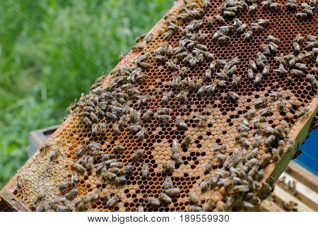 Honeycomb frame set up by bees with lack of space for honey. Self-built bees waxed. Bee family in the beehive. Bees in a hive on built-in wax. Honey frame.