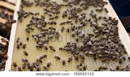 Honeycomb frame set up by bees with lack of space for honey. Self-built bees waxed. Bee family in the beehive. Bees in a hive on built-in wax. Honey frame.