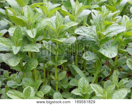 Mint grows on a bed at equal ranks