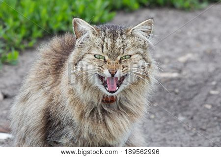 Angry emotion of fluffy gray cat in Voronezh