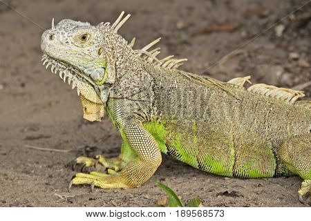 A common green iguana (species: igauna iguana) takes a moment to rest while crawling on a dirt path.