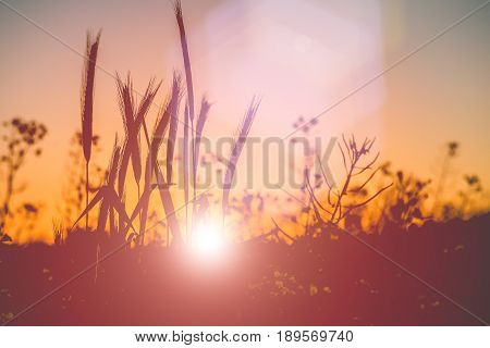 Silhouette of wheat ears during sunset warm light come up through the wheat. Gloden coloured lens flares.