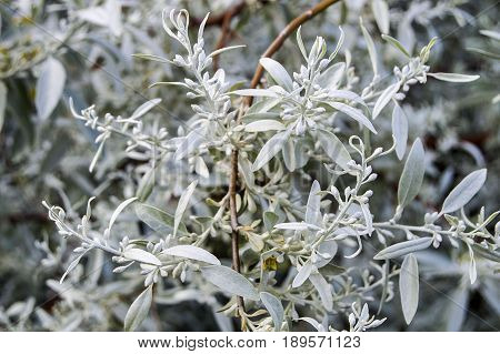 One of the fragrant and barbed tree species, the spindle tree
