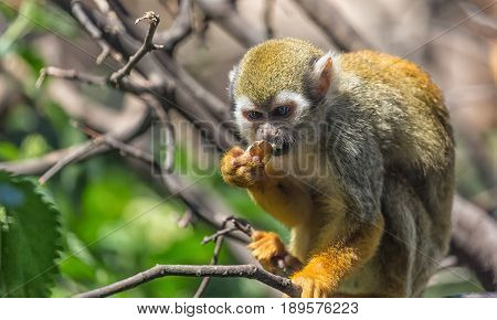 Close up portrait of squirrel monkey Saimiri sciureus sitting and eating on a tree branch.