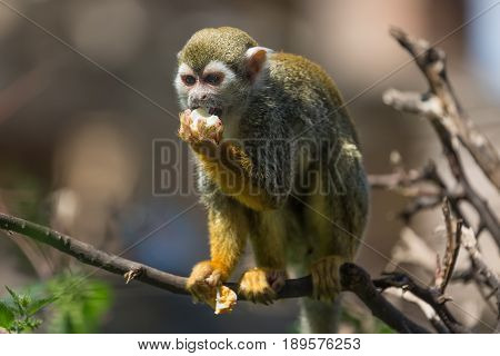 Close up portrait of squirrel monkey Saimiri sciureus sitting and eating on a tree branch.